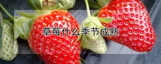 草莓什么季节成熟,第1图