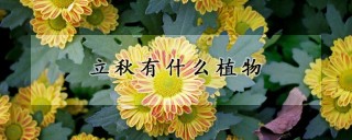 立秋有什么植物,第1图