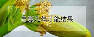 芭蕉几年才能结果,第1图