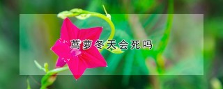 茑萝冬天会死吗,第1图