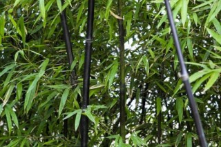 竹子品种名字大全图片 竹子的品种介绍,第3图