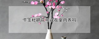 干支杜鹃花可以在室内养吗,第1图