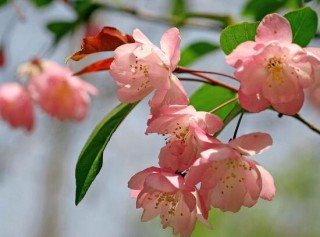 海棠花什么时候开花，盆栽海棠花花期多久,第3图