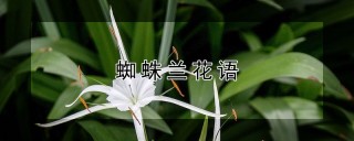 蜘蛛兰花语,第1图