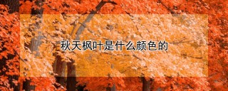 秋天枫叶是什么颜色的,第1图