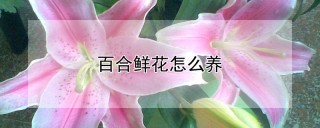 百合鲜花怎么养,第1图