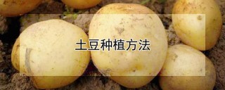 土豆种植方法,第1图