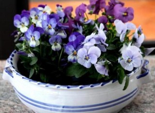 盆栽紫罗兰怎么养，紫罗兰的养殖方法,第9图