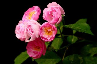 蔷薇花什么季节种植，一年四季都可以,第3图
