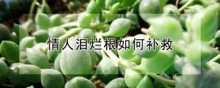 情人泪烂根如何补救,第1图