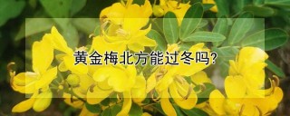 黄金梅北方能过冬吗?,第1图