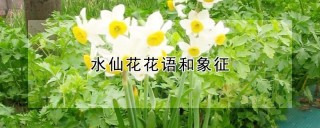 水仙花花语和象征,第1图