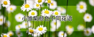 小雏菊颜色不同花语,第1图