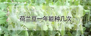 荷兰豆一年能种几次,第1图