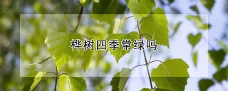 桦树四季常绿吗,第1图