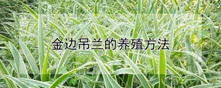 金边吊兰的养殖方法,第1图