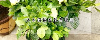 木本植物盆栽有哪些,第1图