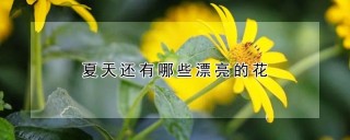 夏天还有哪些漂亮的花,第1图