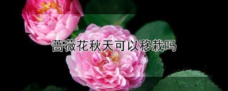 蔷薇花秋天可以移栽吗,第1图