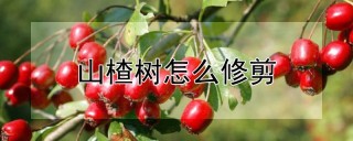 山楂树怎么修剪,第1图