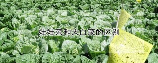 娃娃菜和大白菜的区别,第1图