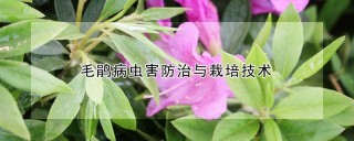 毛鹃病虫害防治与栽培技术,第1图