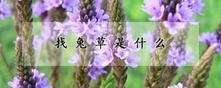 找兔草是什么,第1图