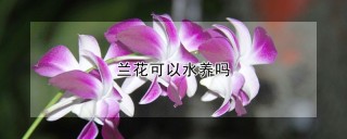 兰花可以水养吗,第1图