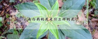 云南白药的花是什么样的花,第1图