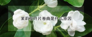 茉莉花叶片卷曲是什么原因,第1图