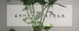 富贵竹冬天枝干蔫了怎么办,第1图