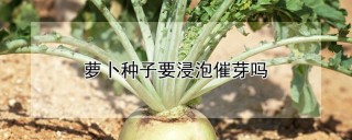 萝卜种子要浸泡催芽吗,第1图