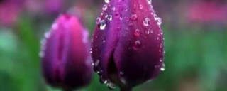 紫色郁金香花语和寓意,第1图