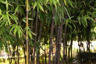 竹子品种名字大全图片 竹子的品种介绍,第1图
