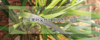 兰花黑叶尖什么原因怎么治疗,第1图