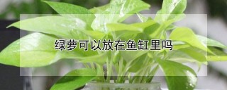 绿萝可以放在鱼缸里吗,第1图