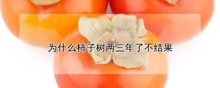 为什么柿子树两三年了不结果,第1图