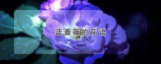 蓝蔷薇的花语,第1图