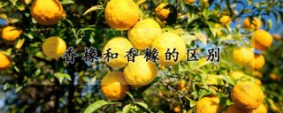 香椽和香橼的区别,第1图