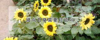 矮向日葵需要打顶吗,第1图