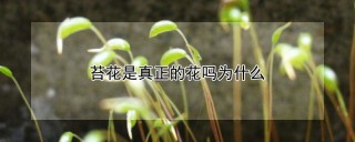 苔花是真正的花吗为什么,第1图