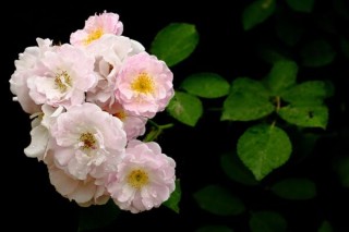 蔷薇花什么季节种植，一年四季都可以,第4图