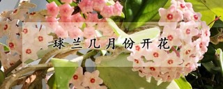 球兰几月份开花,第1图