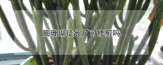 膨珊瑚徒长了可修剪吗,第1图