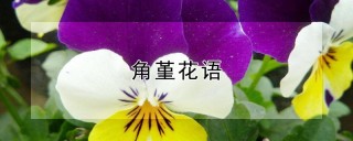 角堇花语,第1图