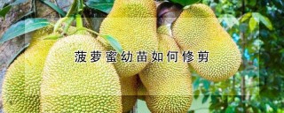 菠萝蜜幼苗如何修剪,第1图