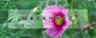 格桑花又叫什么花,第1图