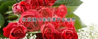 红玫瑰19朵代表什么意思,第1图