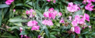 北方耐寒宿根花卉有哪些种类,第1图