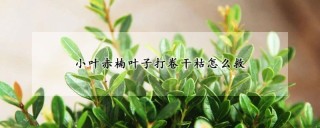 小叶赤楠叶子打卷干枯怎么救,第1图